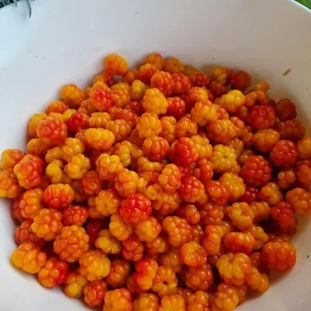 Πάρκο διακοπών Laukvik Senja Botnhamn